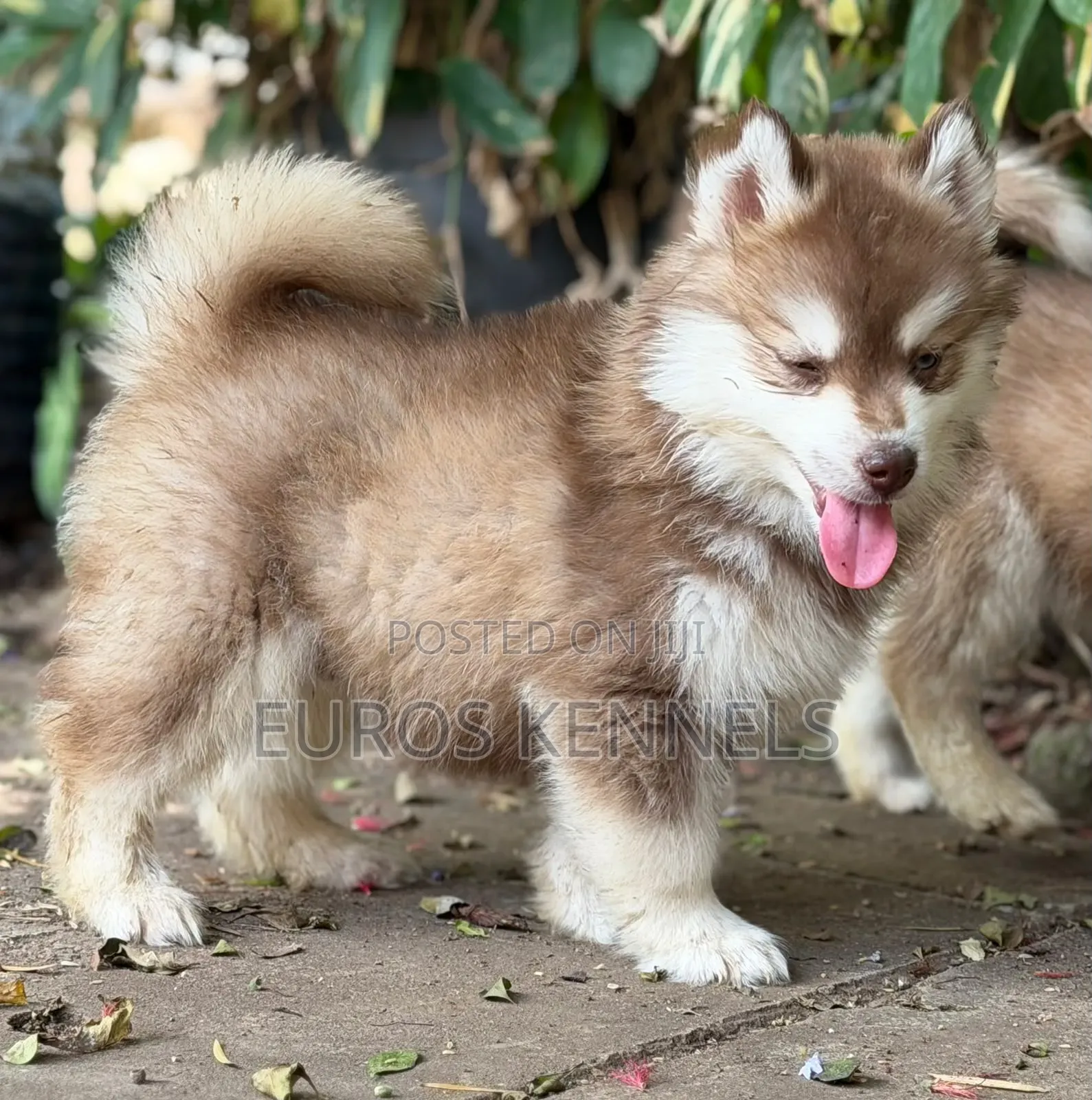 1-3 months Male Purebred Siberian Husky