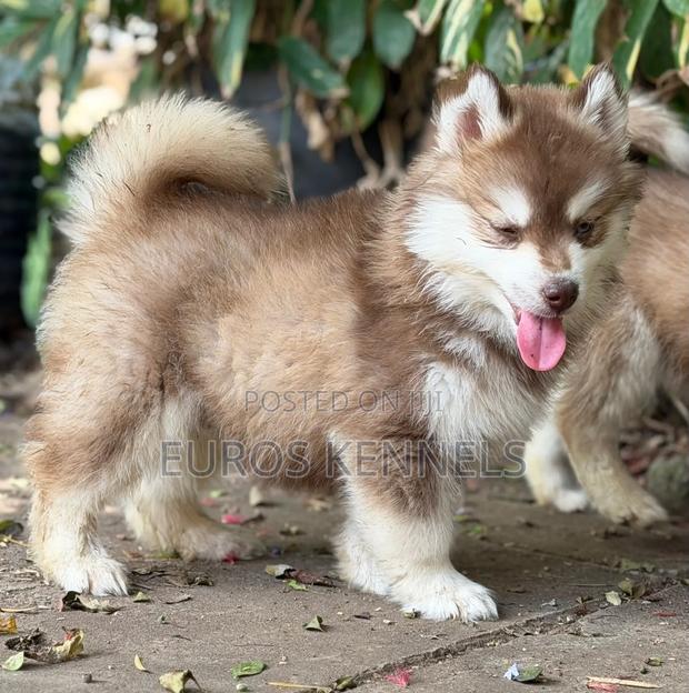1-3 months Male Purebred Siberian Husky