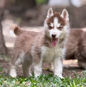 1-3 months Male Purebred Siberian Husky