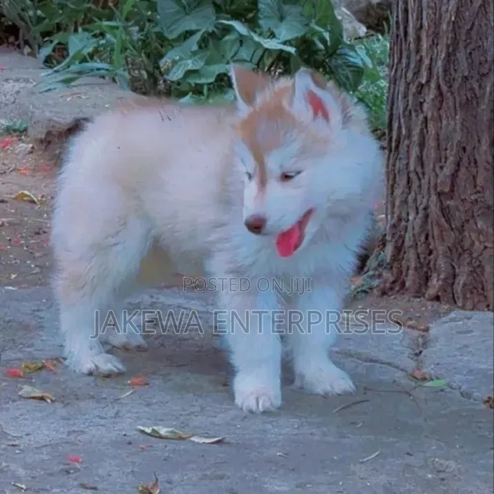 1-3 months Female Purebred Siberian Husky