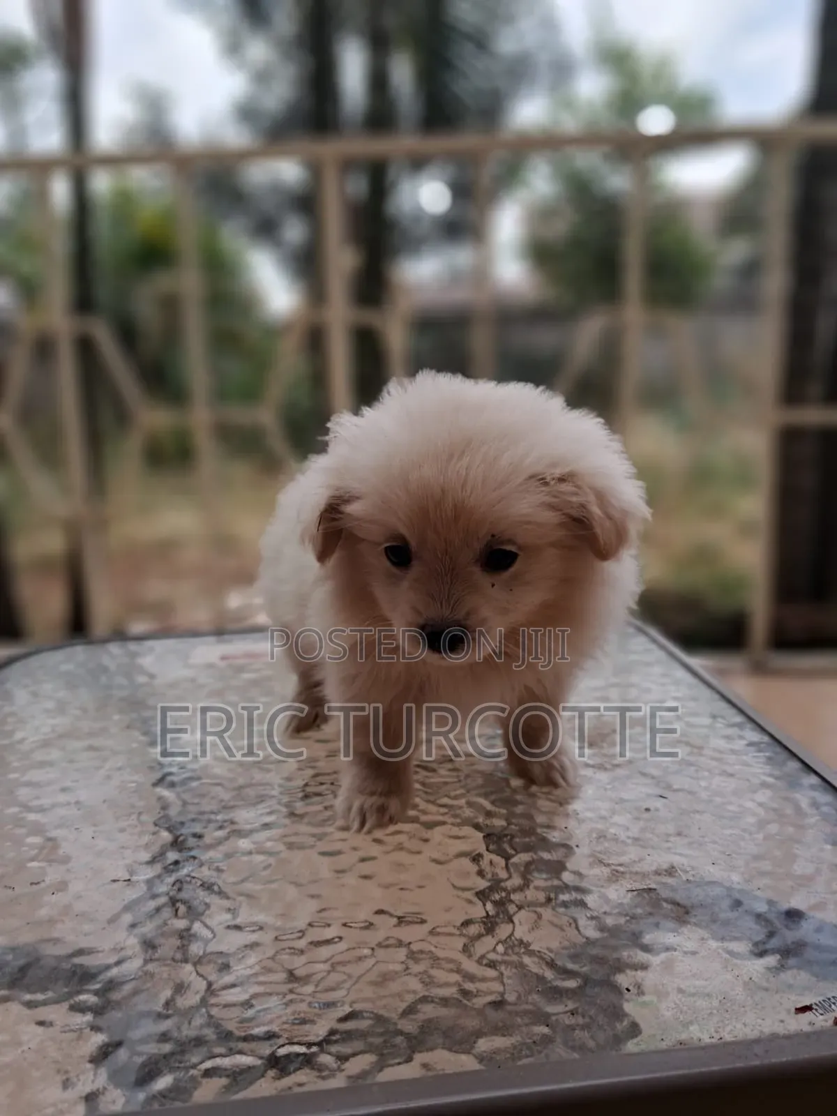 1-3 months Female Mixed Breed Dog
