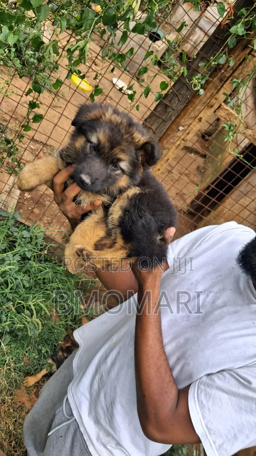 0-1 month Female Purebred German Shepherd