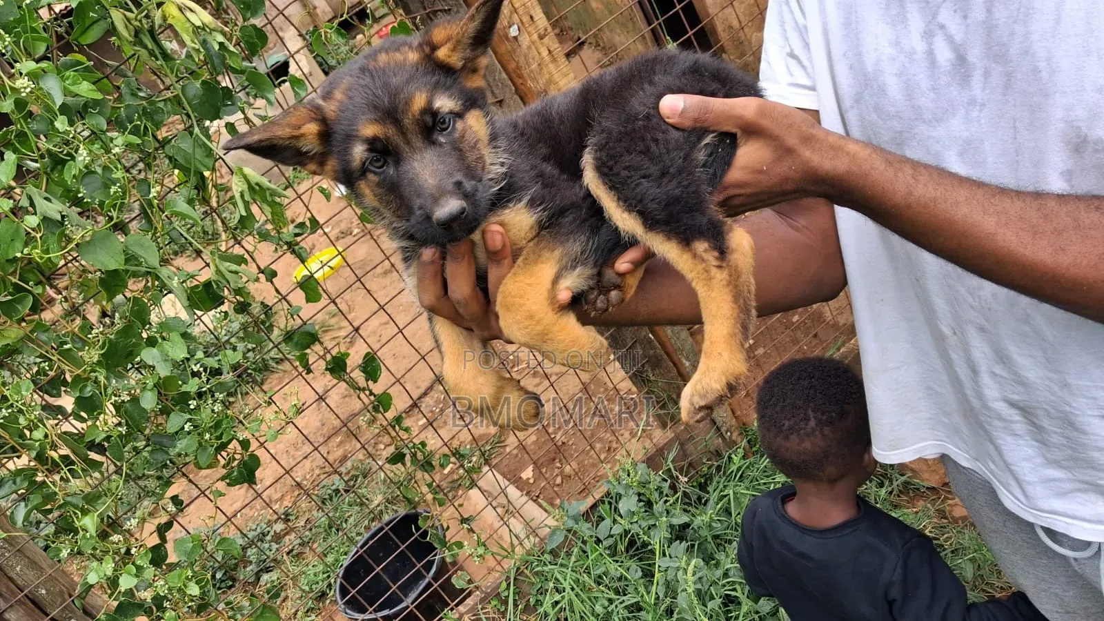 0-1 month Female Purebred German Shepherd