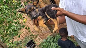 0-1 month Female Purebred German Shepherd