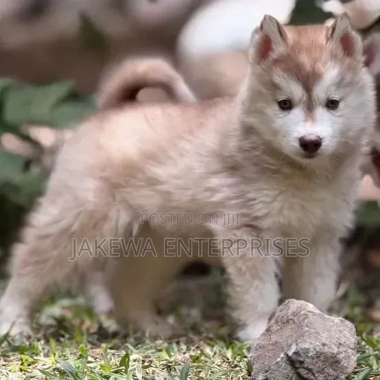 1-3 months Male Purebred Siberian Husky