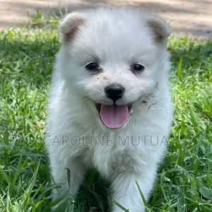 0-1 month Female Purebred Maltese