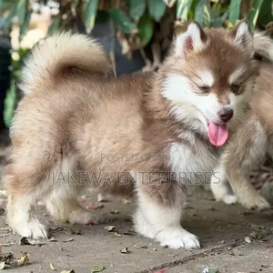 1-3 months Male Purebred Siberian Husky