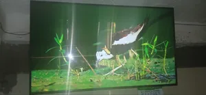 SONY 65 Ultra