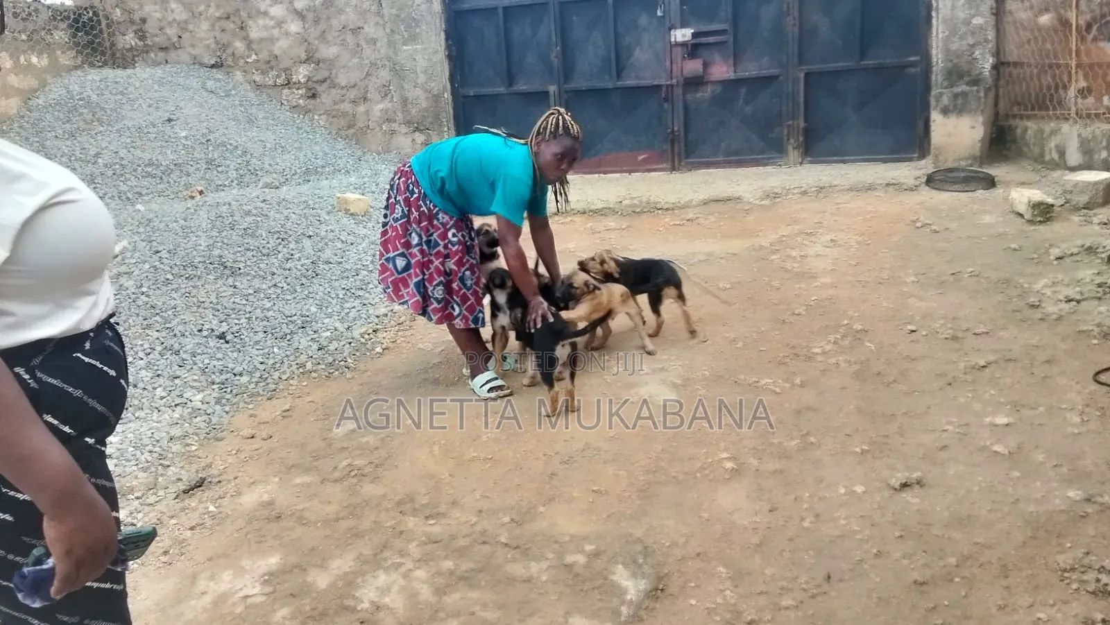 1-3 months Female Purebred German Shepherd