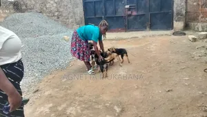 1-3 months Female Purebred German Shepherd