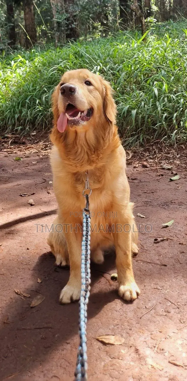 1-3 months Female Purebred Golden Retriever