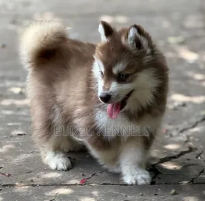 1-3 months Male Purebred Siberian Husky
