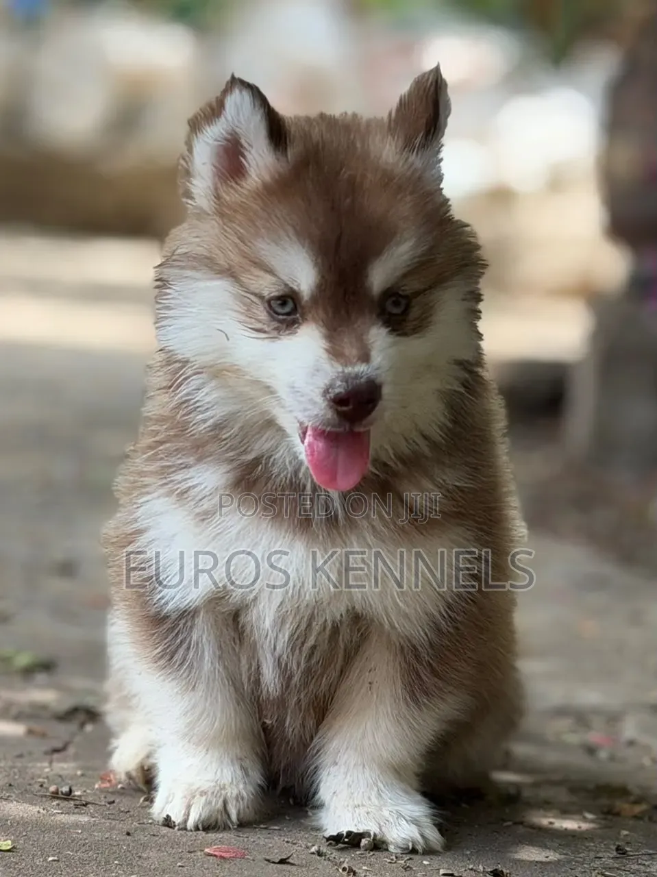 1-3 months Male Purebred Siberian Husky