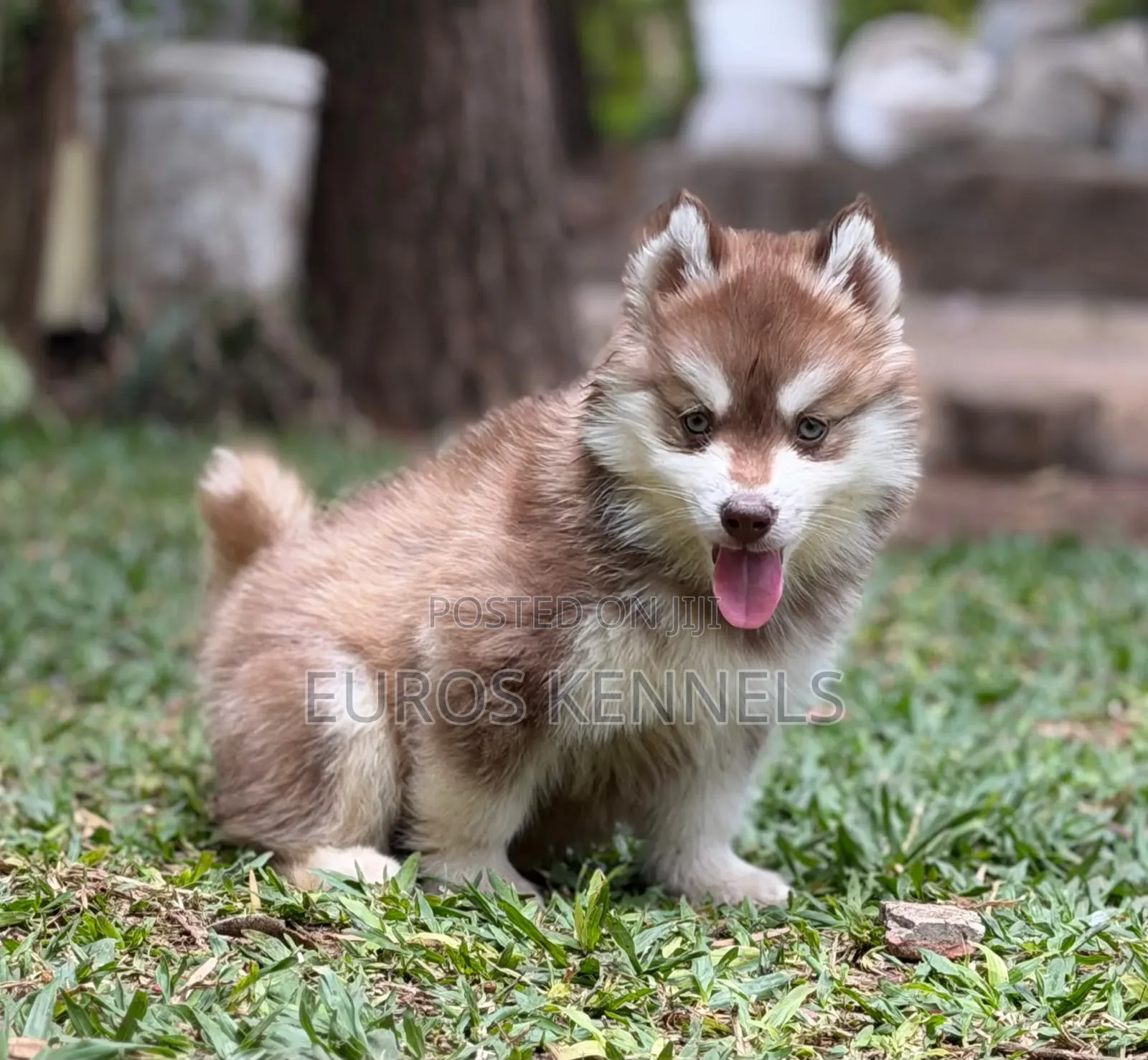 1-3 months Male Purebred Siberian Husky