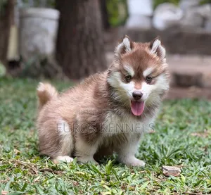 1-3 months Male Purebred Siberian Husky