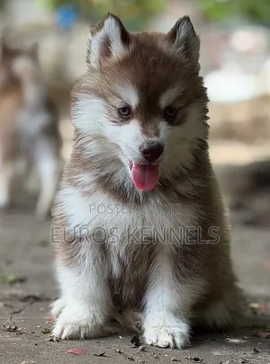 1-3 months Male Purebred Siberian Husky