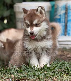 1-3 months Male Purebred Siberian Husky