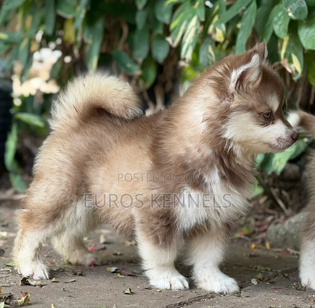 1-3 months Male Purebred Siberian Husky