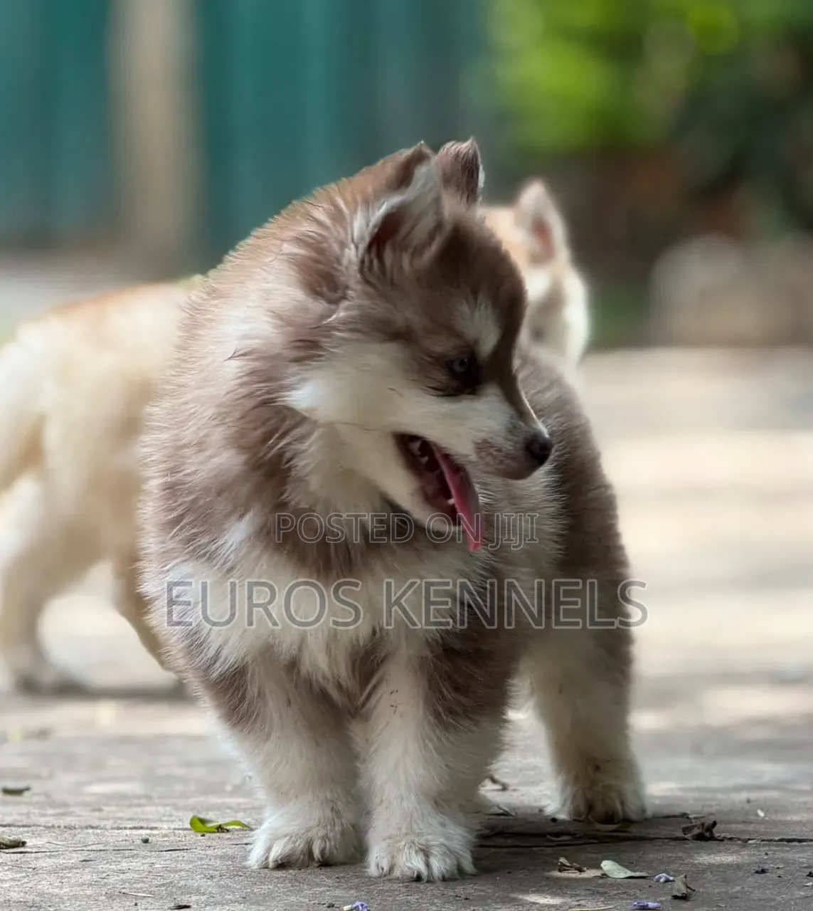 1-3 months Male Purebred Siberian Husky