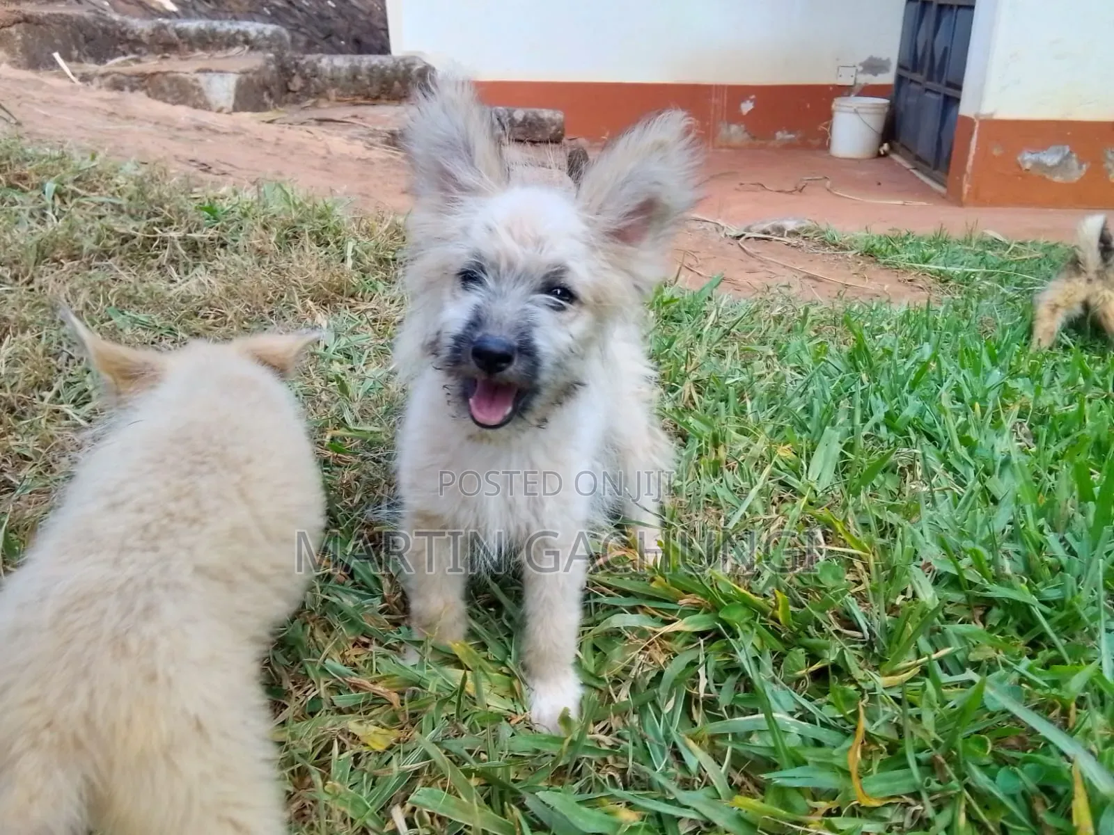 1-3 months Female Mixed Breed Japanese Spitz
