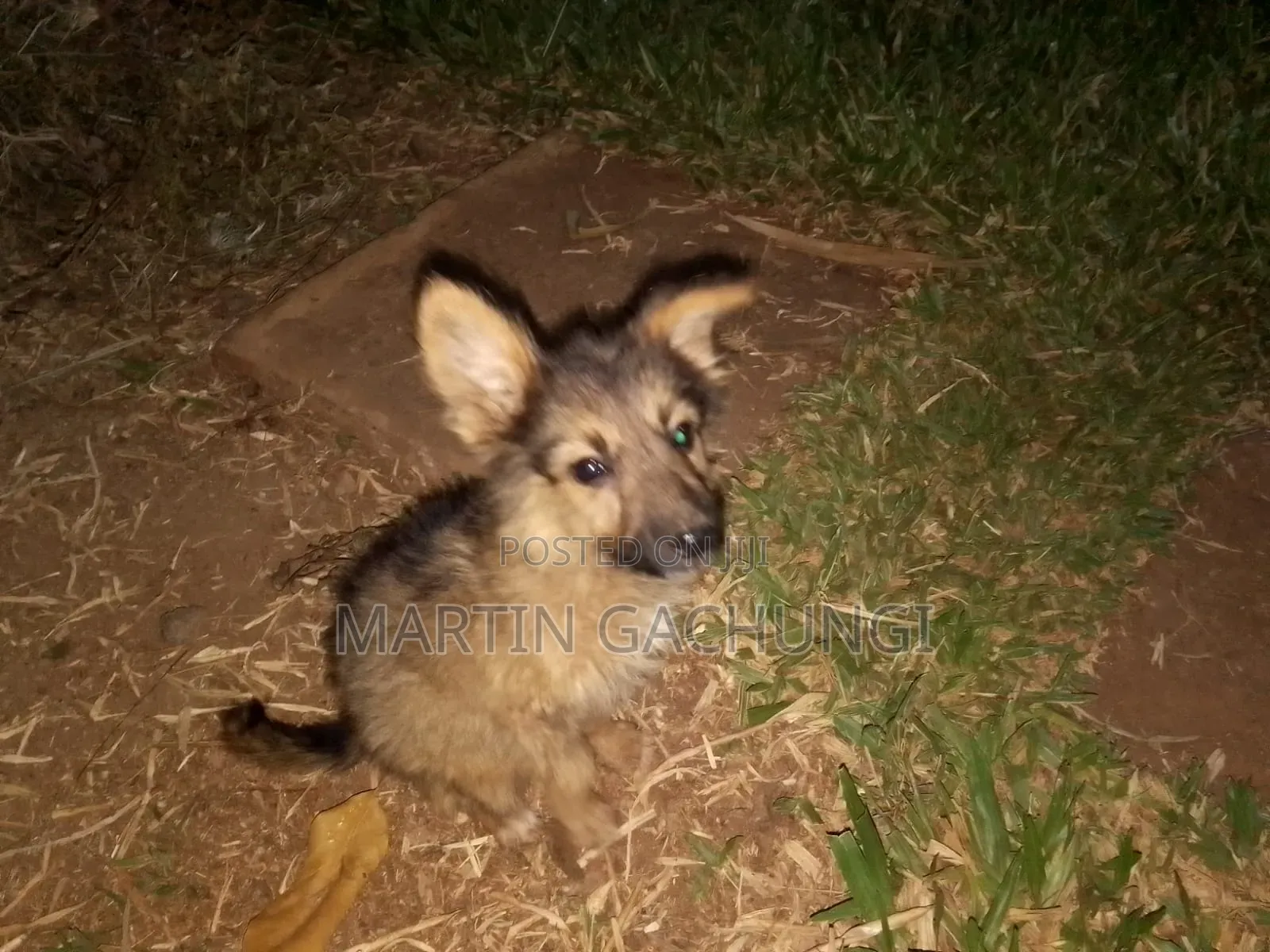 1-3 months Female Mixed Breed Japanese Spitz