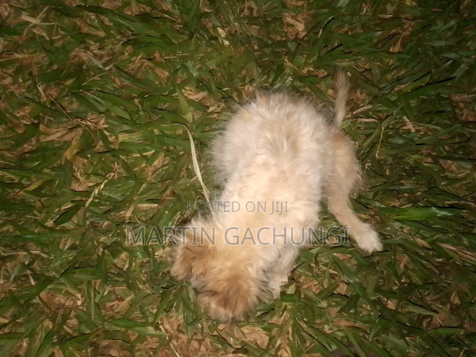 1-3 months Female Mixed Breed Japanese Spitz