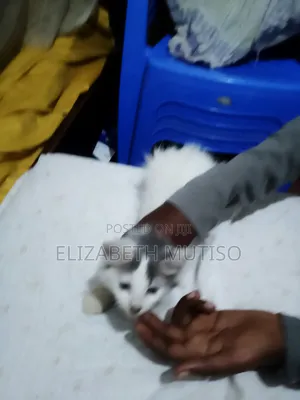 1-3 months Male Purebred Persian