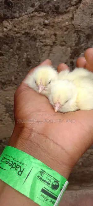 Day Old Broilers