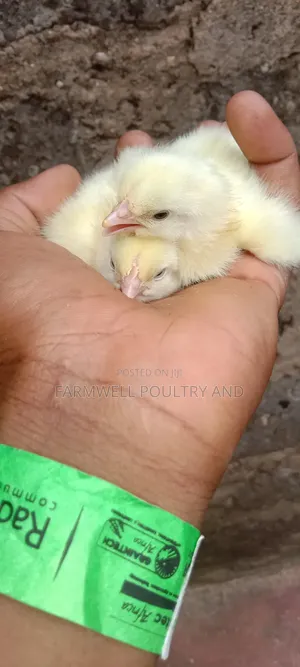Day Old Broilers
