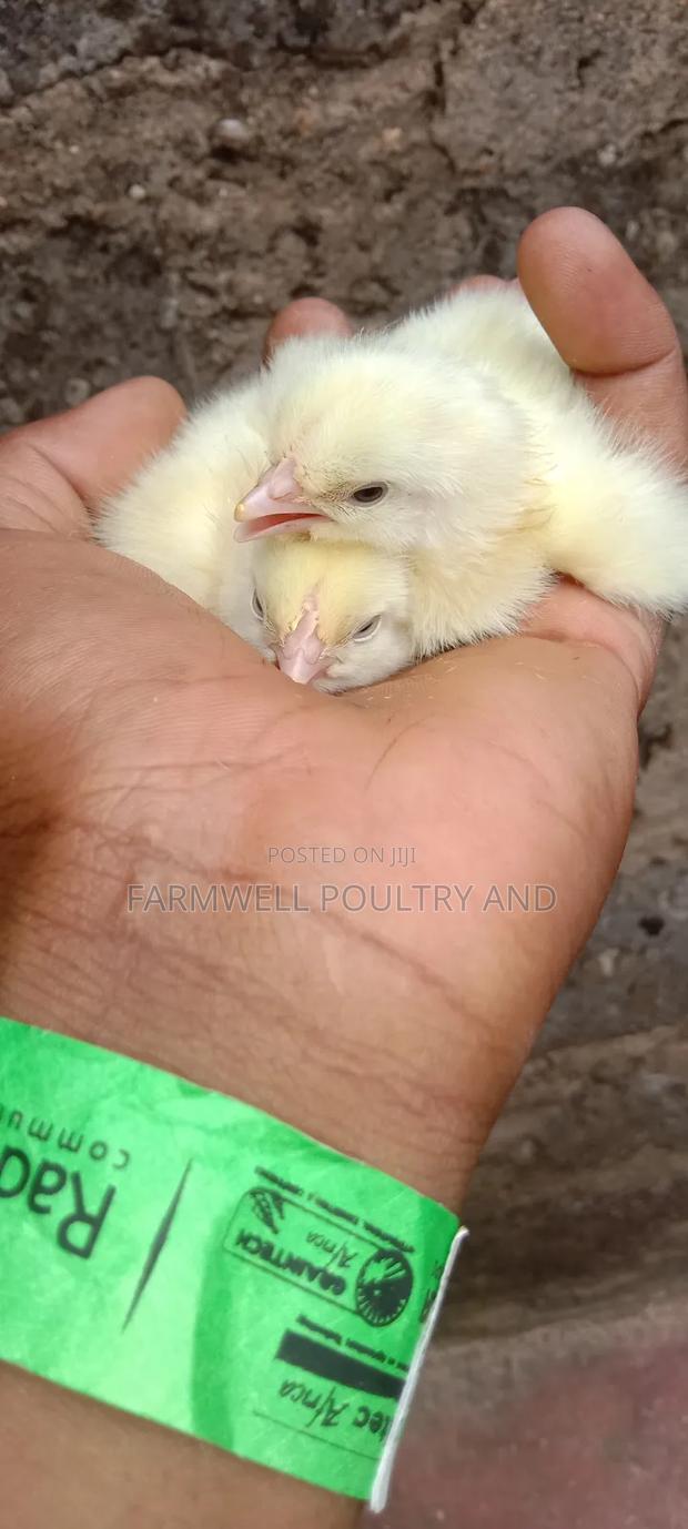 Day Old Broilers - thumbnail 2