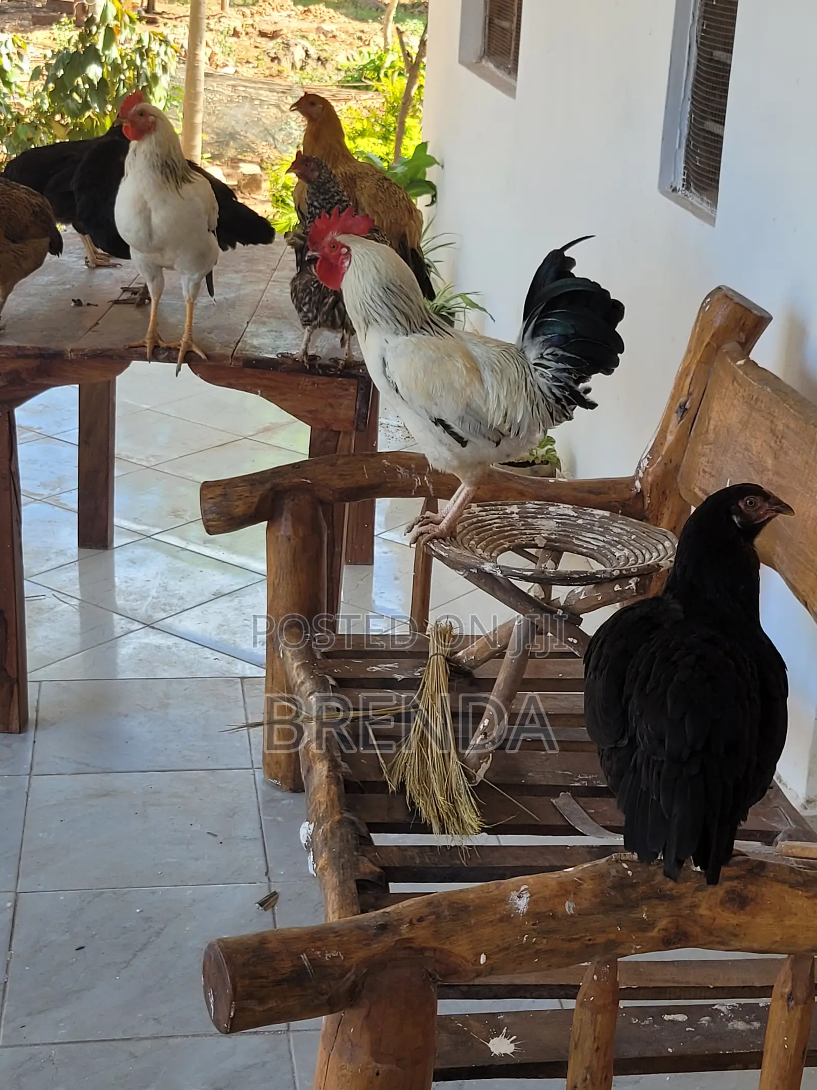 Chicken for Sale