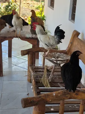 Chicken for Sale