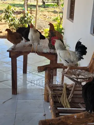 Chicken for Sale