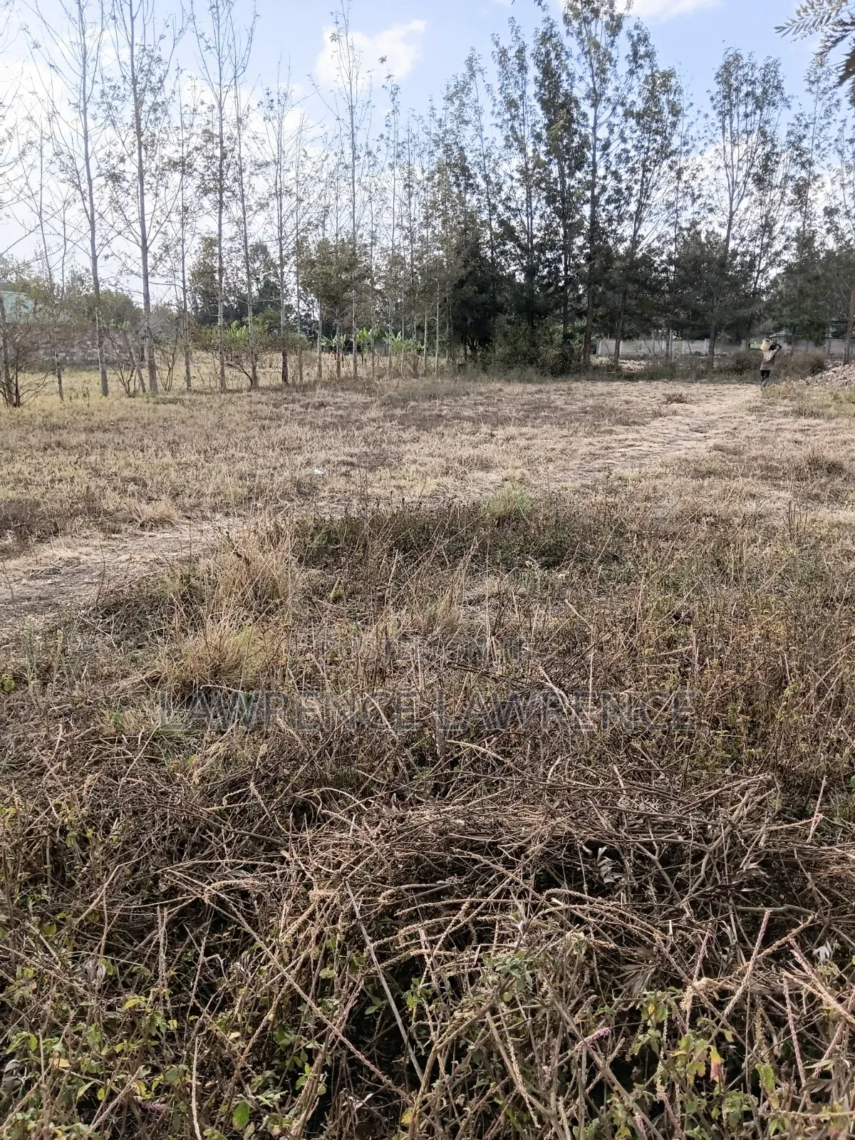 1/8 Plot in Matasia