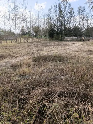 1/8 Plot in Matasia