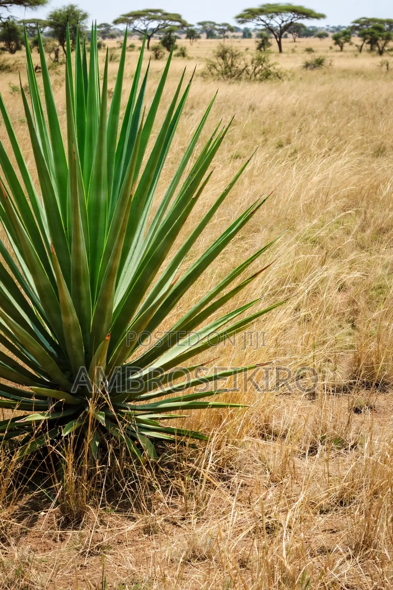 Katani Plot for Sale