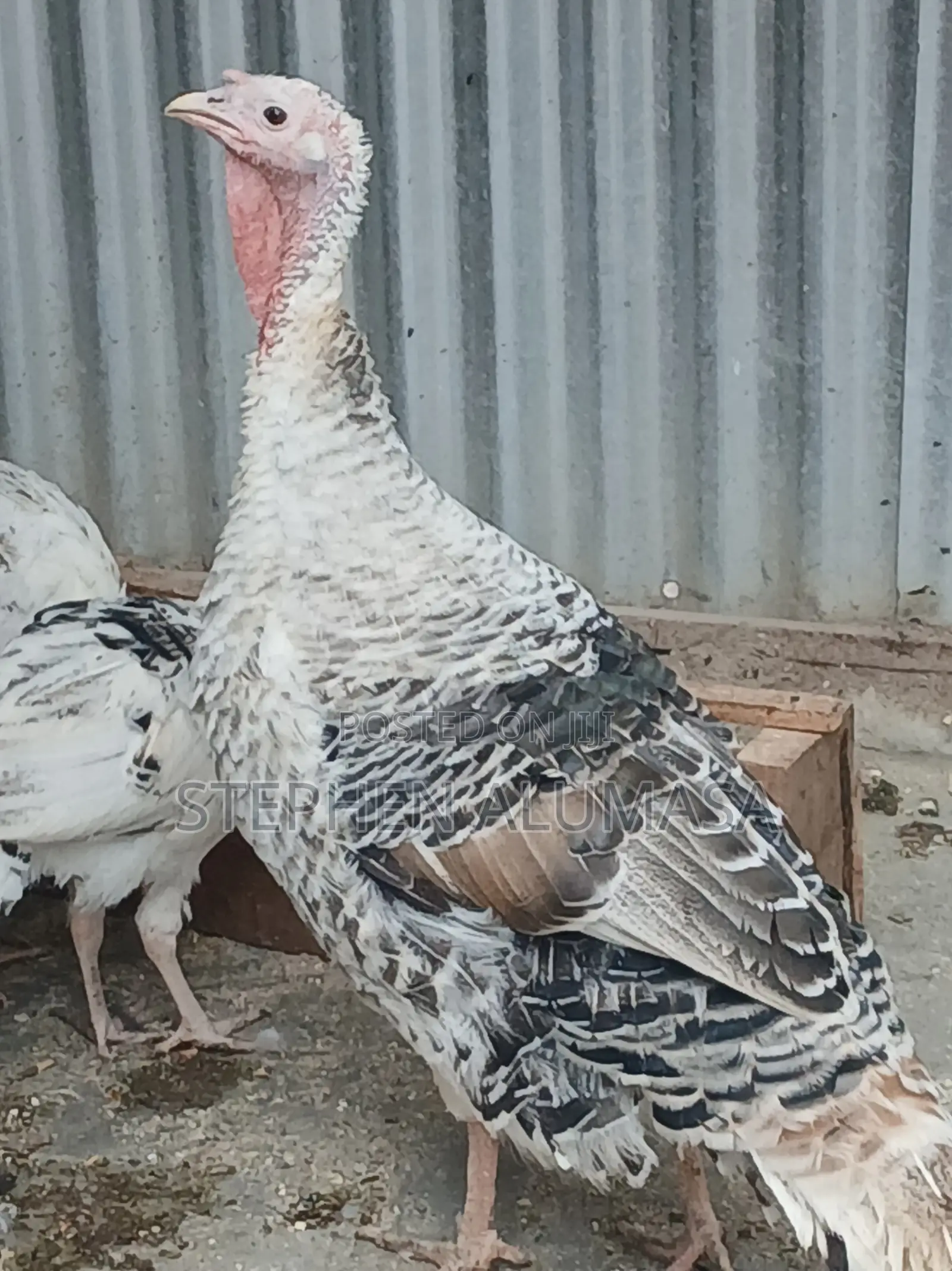 Rare Breed [ROYAL PALM] Turkeys