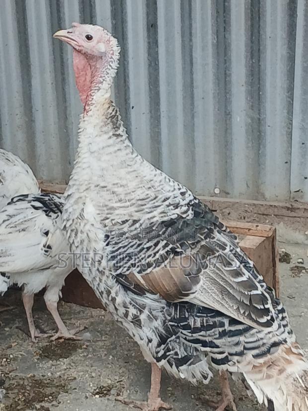 Rare Breed [ROYAL PALM] Turkeys - main view