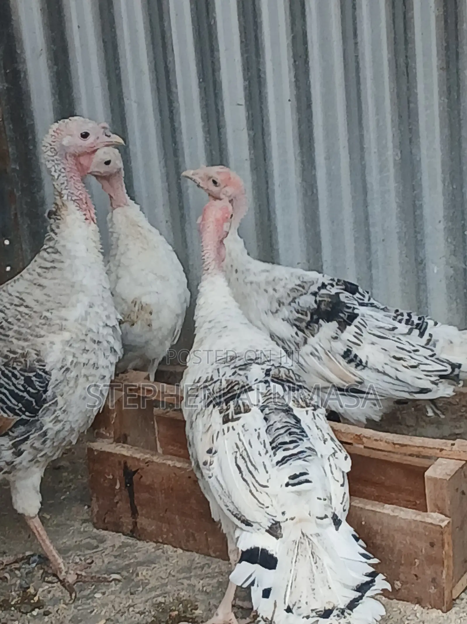 Rare Breed [ROYAL PALM] Turkeys