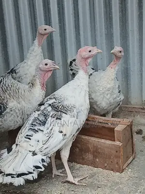 Rare Breed [ROYAL PALM] Turkeys