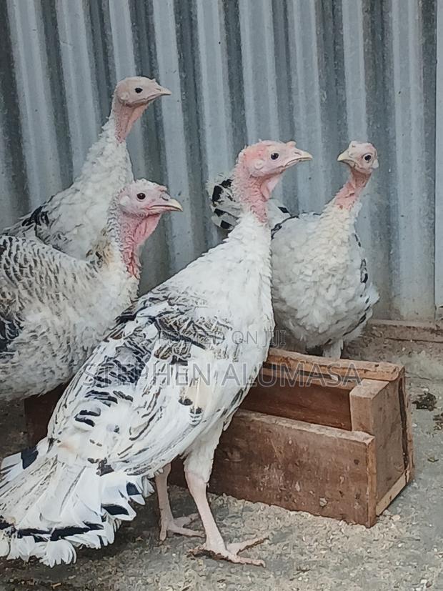 Rare Breed [ROYAL PALM] Turkeys - thumbnail 3