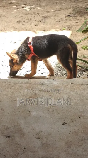 1-3 months Female Purebred German Shepherd