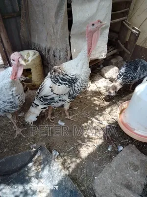 Male Turkey