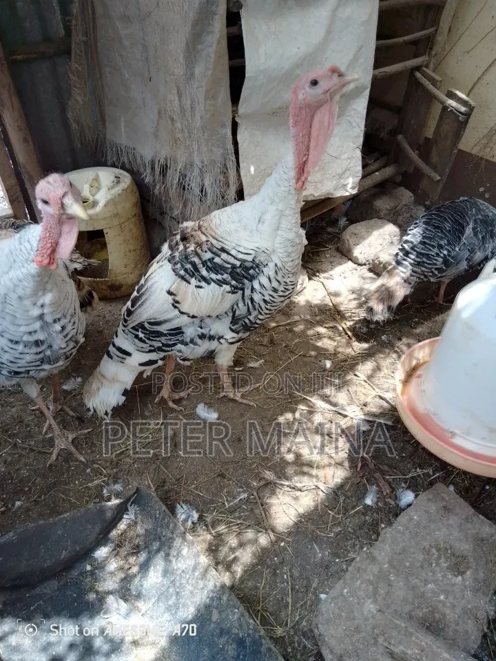 Male Turkey
