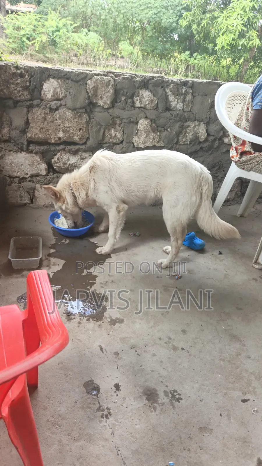 3-6 months Male Purebred German Shepherd
