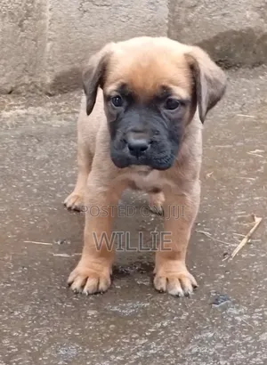 1-3 months Female Purebred Boerboel