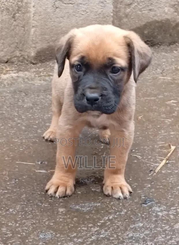 1-3 months Female Purebred Boerboel
