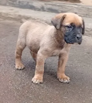 1-3 months Female Purebred Boerboel