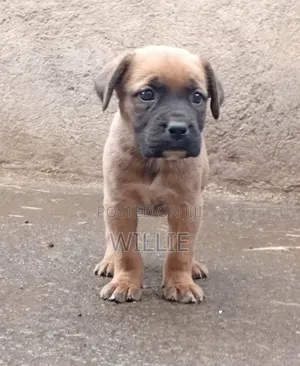 1-3 months Female Purebred Boerboel
