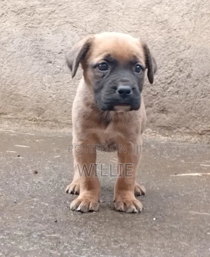 1-3 months Female Purebred Boerboel